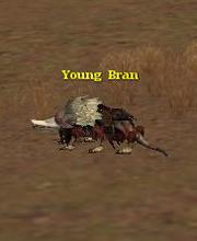 Young Bran